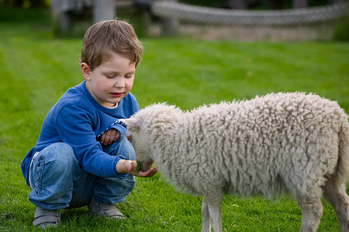 Child interacting with friendly sheep at Ferienhof Harms farm - family-friendly farm vacation with animals near Baltic Sea