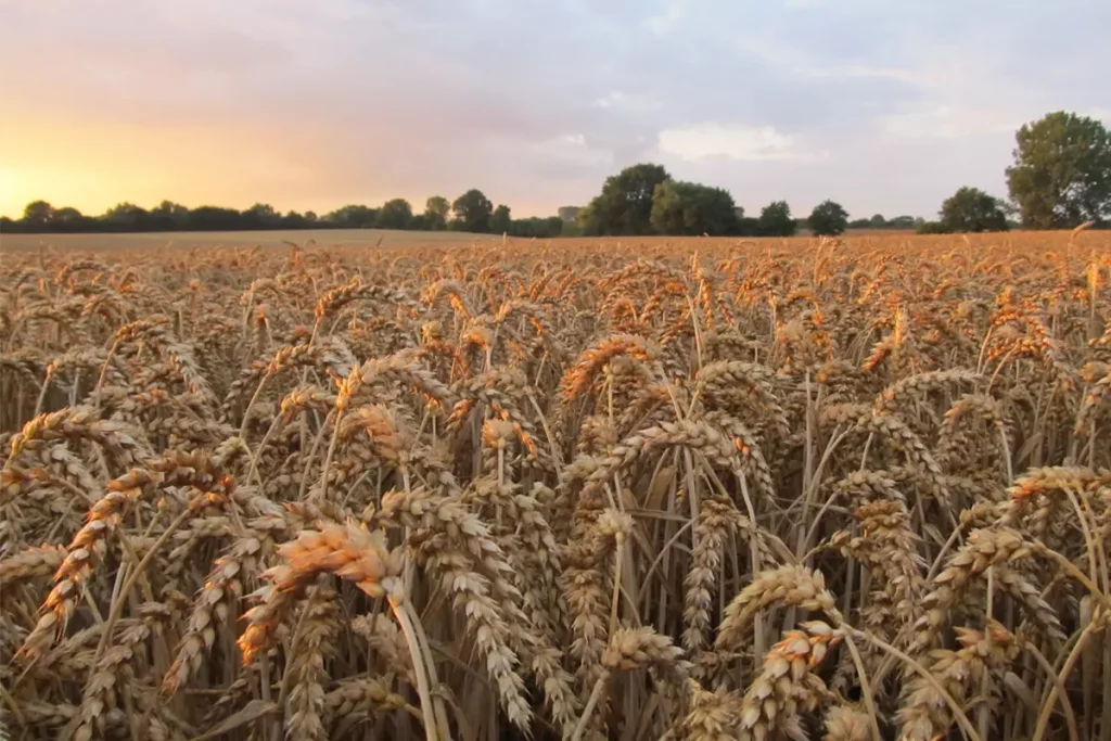 Agricultural fields at Ferienhof Harms working farm near Baltic Sea - sustainable farming and rural tourism destination