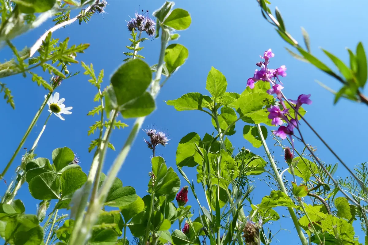 nachhaltigkeit-ferienhof-harms-bauernhof-urlaub-an.der-ostsee